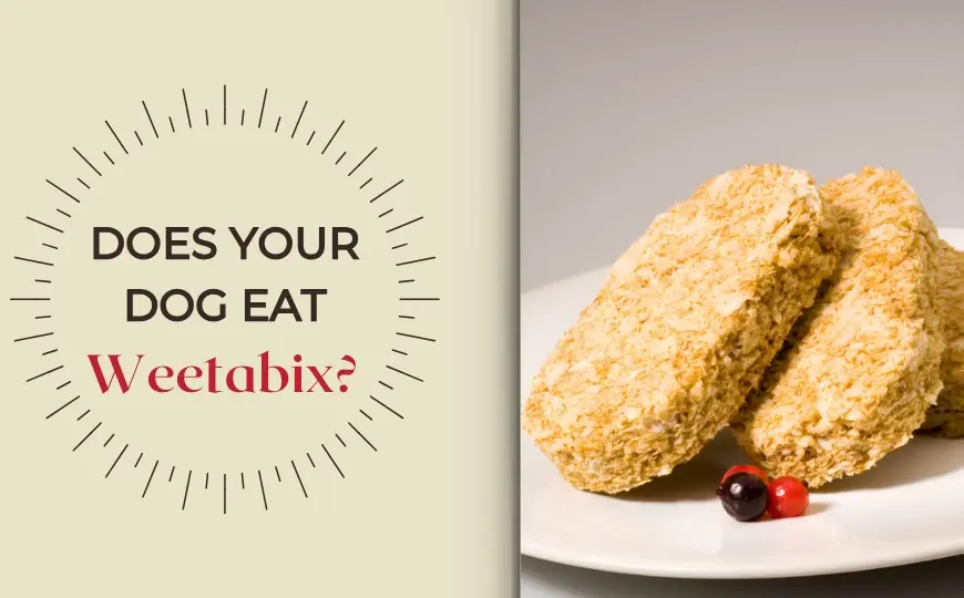 Can Dogs Eat Weetabix? Reasons Why or Why Not to Feed